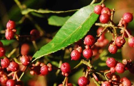 花椒产地主要在哪些地方 花椒产地主要在哪些地方种植