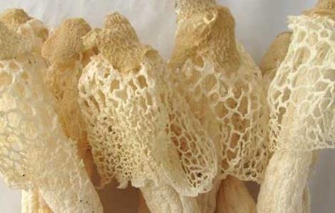 竹荪的产地主要有哪些（竹荪的产地在什么地方）