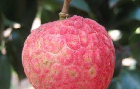 荔枝品种有哪些?（荔枝品种有哪些 这些知识一定要了解）