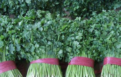 香菜种植技术 香菜种植方法和时间大全视频