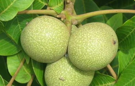 核桃的产地有哪些? 核桃的产地有哪些地方