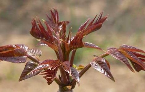香椿是什么（香椿是什么植物）