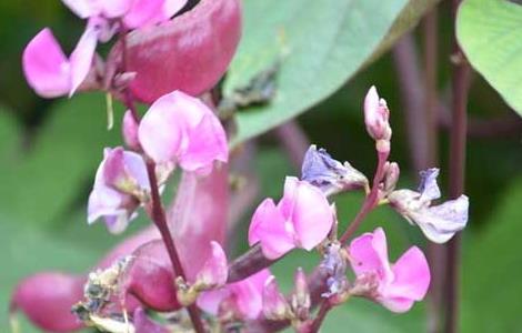 扁豆种植技术（扁豆种植技术课件ppt）