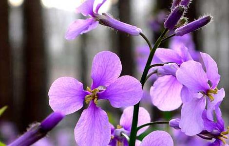 二月兰种植技术 二月兰种植技术要点