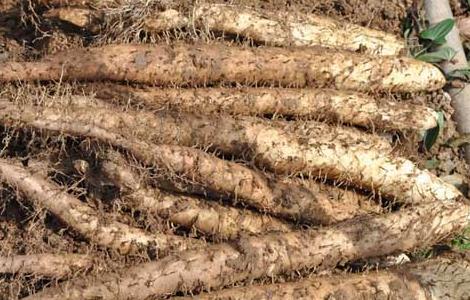 山药的产地有哪些 山药的产地有哪些好