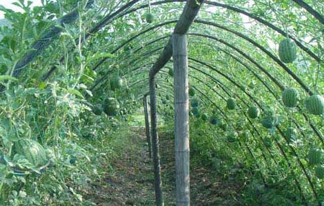冬季西瓜种植育苗技术（冬季西瓜种植育苗技术视频）