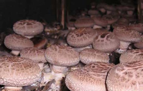 香菇的产地有哪些 香菇产于哪些地方