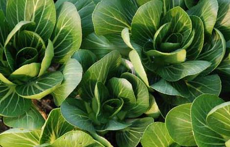 青菜的四季种植方法 四季青青菜的种植方法