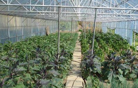 大棚蔬菜种植利润 大棚蔬菜种植利润有多大