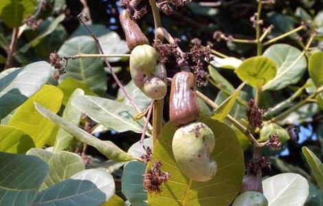 腰果能生吃吗（腰果能生吃吗腰果怎么做菜）