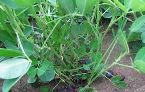 黑花生产地主要有哪些地方（黑色花生产地哪里?）