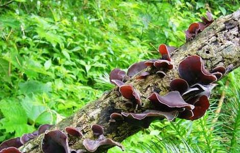 木耳产地主要有那些地方（木耳产地有哪些地方）