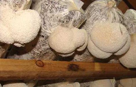 猴头菇产地分布有哪些?（猴头菇产地分布有哪些地方）