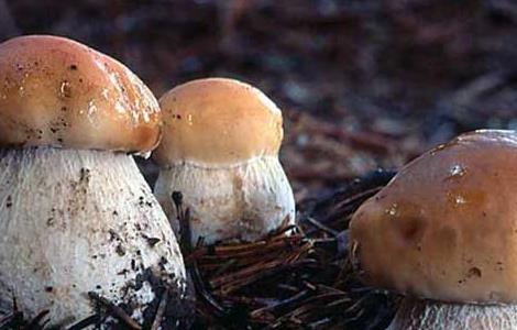 牛肝菌的产地分布有哪些(牛肝菌的主要产地)