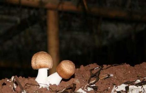 姬松茸种植技术(姬松茸种植技术视频)