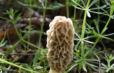 羊肚菌产地分布有哪些地方(羊肚菌盛产哪里)