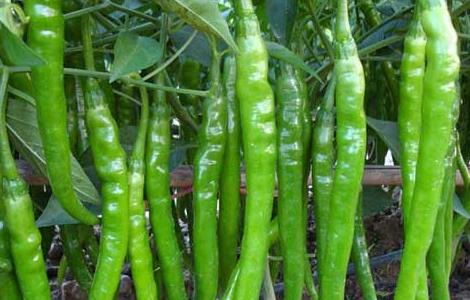 辣椒种子怎么种 辣椒籽直接放土里种几天发芽