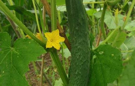 阳台黄瓜种植技术