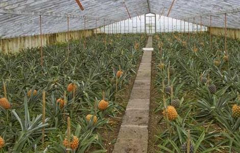 菠萝种植管理技术