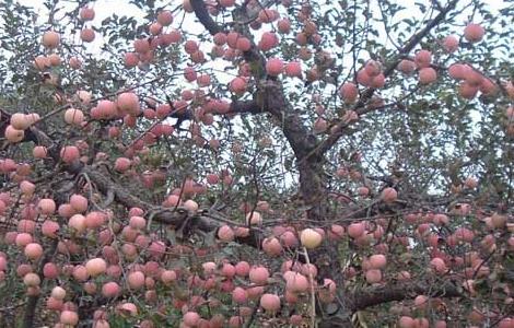 苹果果树