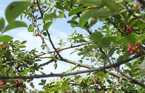 花椒种植视频 花椒种植视频教程