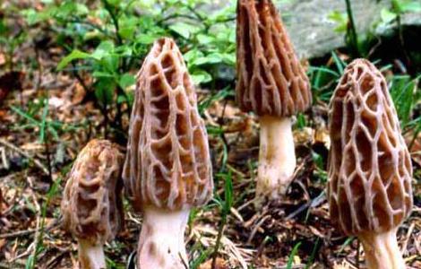 羊肚菌高效栽培技术 羊肚菌高效栽培技术研究