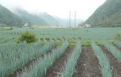 大葱种植技术（大葱种植技术视频教程）