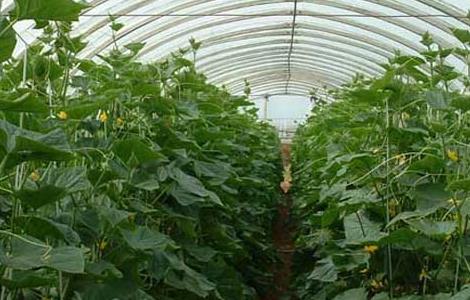 大棚蔬菜种植利润