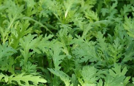 茼蒿的栽培技术(茼蒿栽培技术和病虫害防治)