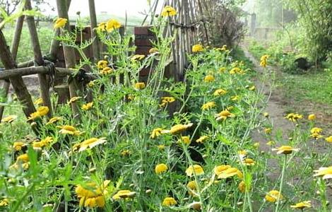 茼蒿的栽培技术