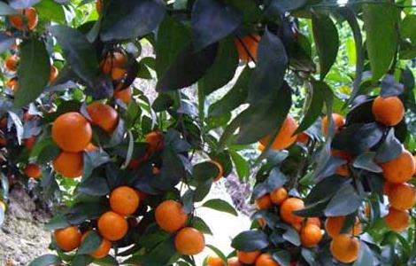 沙糖桔高产栽培技术 沙糖桔高产栽培技术视频