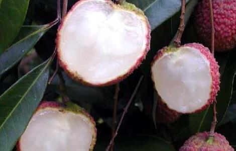 妃子笑荔枝高产栽培技术（妃子笑荔枝栽培管理技术）