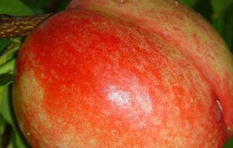 油桃栽培技术（油桃栽培技术视频）