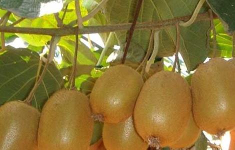 猕猴桃种植技术 软籽猕猴桃种植技术