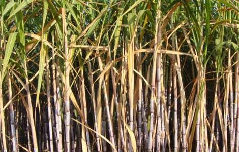 甘蔗的产地以及来源（甘蔗的产地以及来源有哪些）