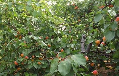 杏树修剪技术（杏树修剪技术跟那种果树相同）