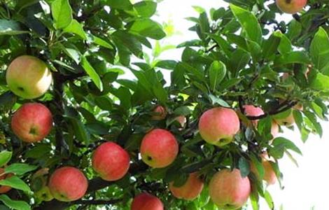 果树药害的救治办法 果树病害用药