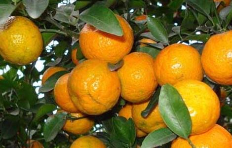 冬季刮果树表皮有那些好处(果树去皮有什么好处)