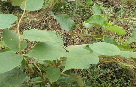 猕猴桃树几年结果 猕猴桃树几年结果最好