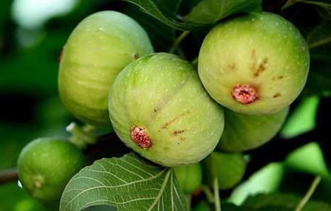 无花果栽培技术 无花果栽培技术要点