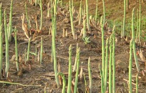 芦笋种植前景怎么样 芦笋种植前景怎么样图片