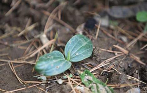 南瓜种子怎么种（我的世界里南瓜种子怎么种）