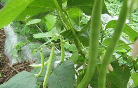 阳台种植四季豆的方法（阳台怎么种四季豆）