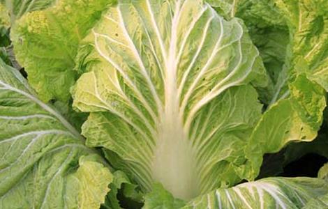 大白菜种植技术 早春大白菜种植技术