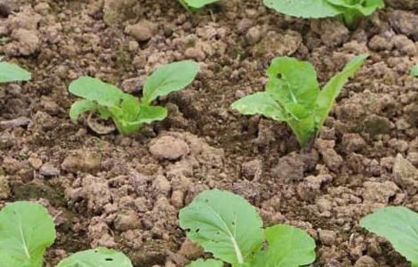 白菜种植时间是什么时候 种植白菜的时间什么时候