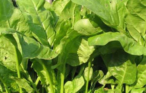 菠菜的保存方法（蔬菜的保存方法有哪些）