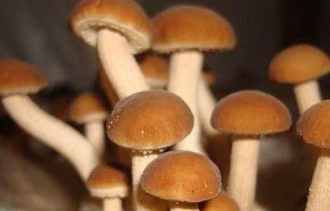 茶树菇的产地分布 茶树菇的主要产地