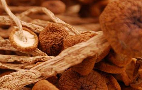 茶树菇的生长条件有哪些（茶树菇的生长环境和营养价值）