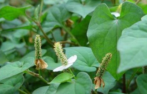 鱼腥草的种植前景 鱼腥草种植效益