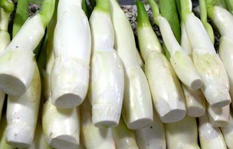 茭白的产地分布 茭白主要产地